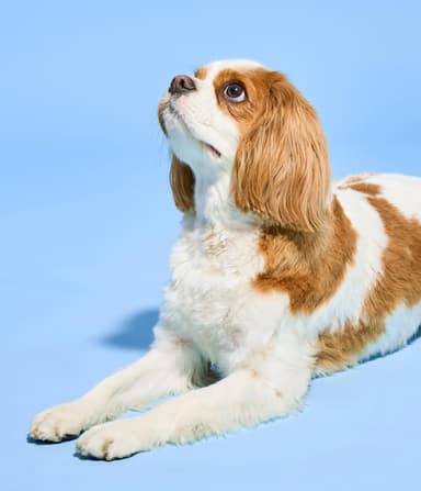 Dog looking up